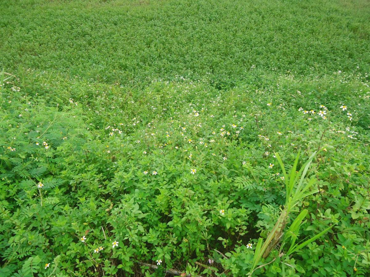 Green Space Homestay Ninh Binh Exterior foto